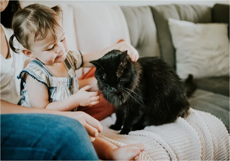 Cat Sitters