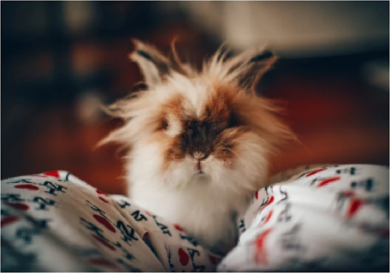 Rabbit Sitters